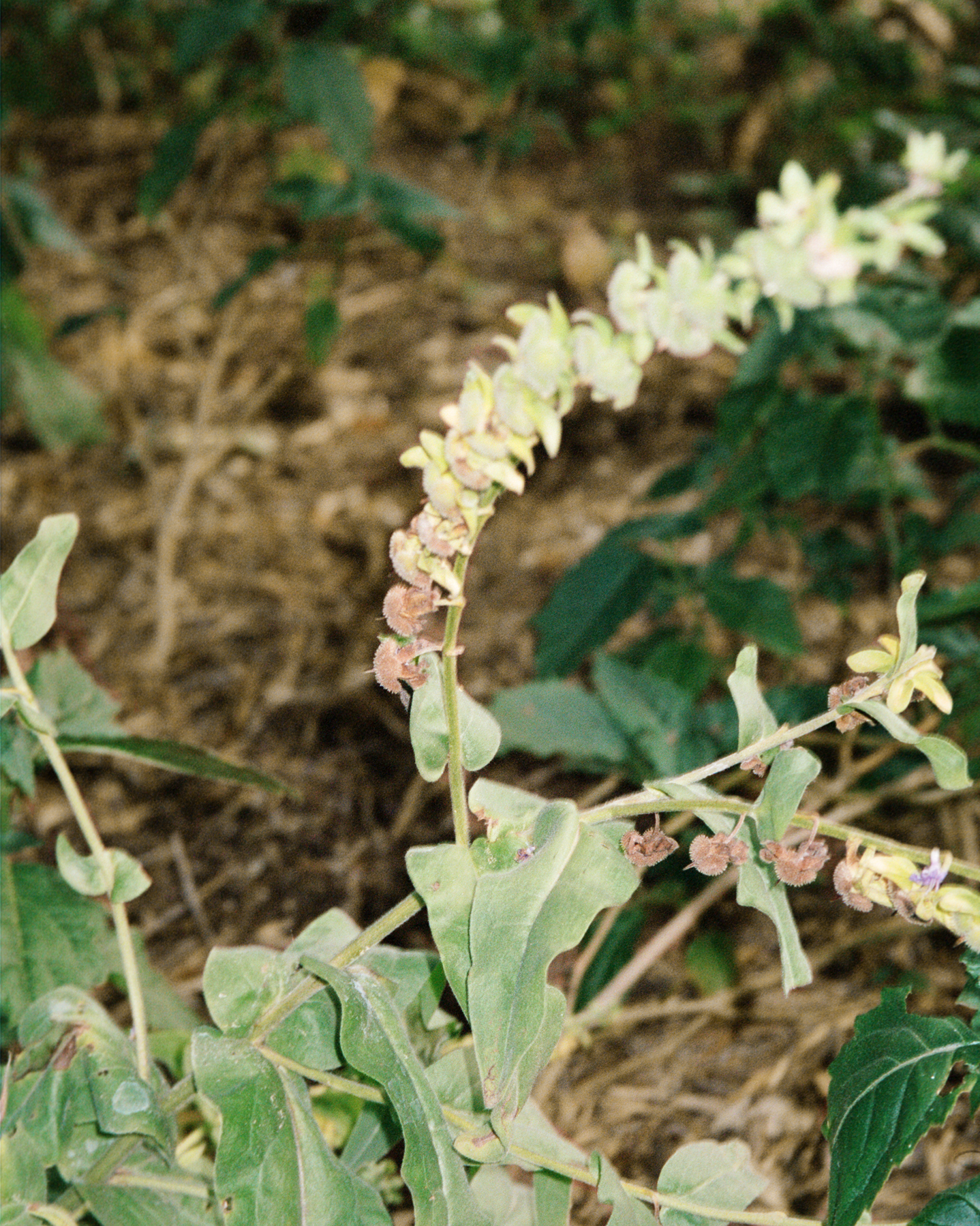 104 Refill, Hand- & Kroppstvål