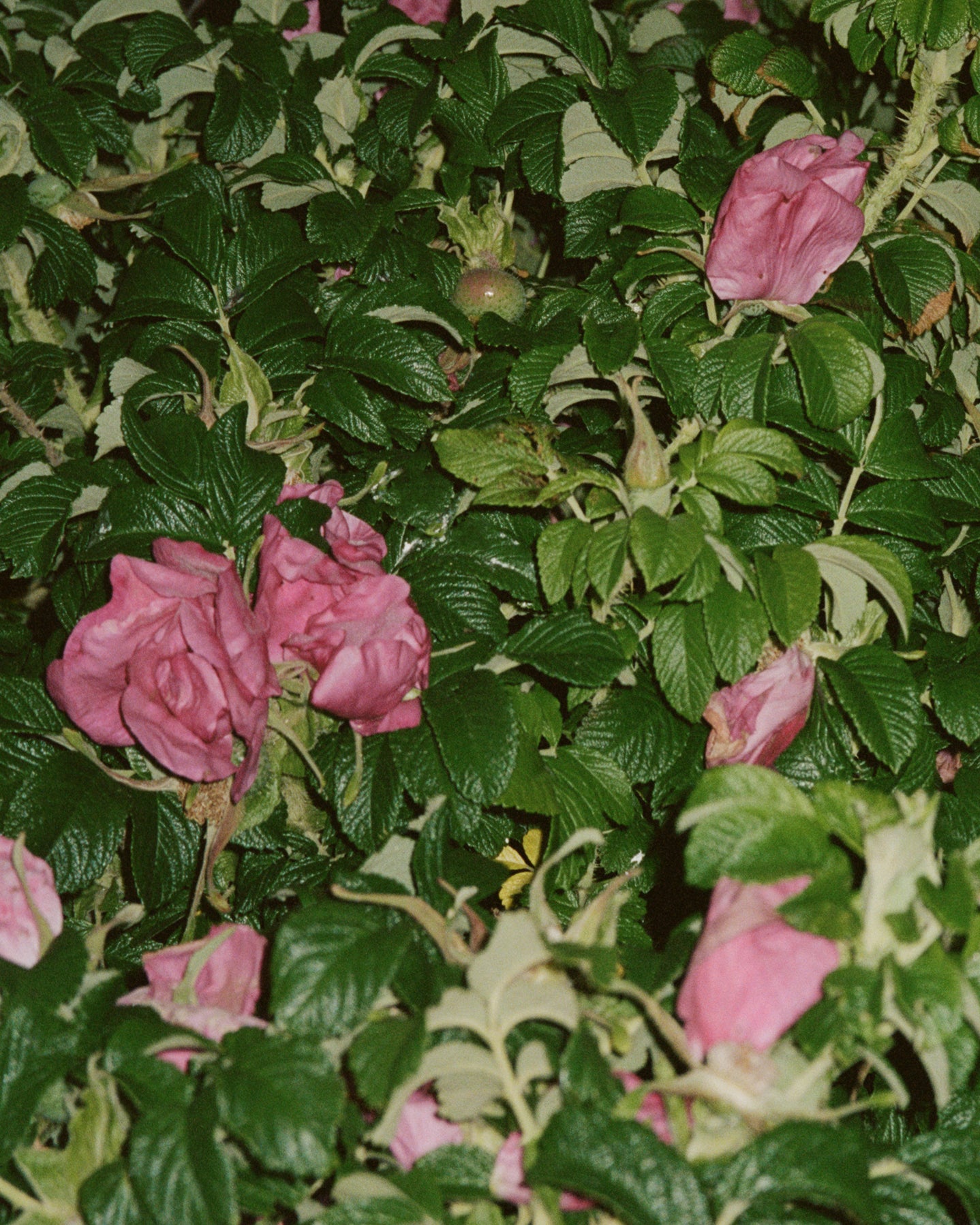 071 Hand & Body Wash