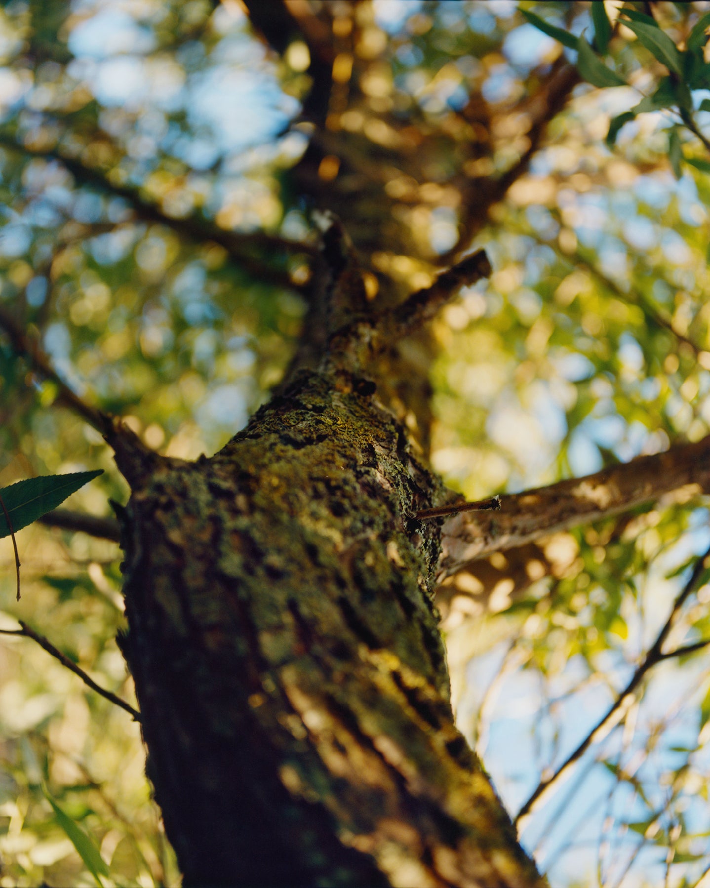 277 Mild Cleansing Gel