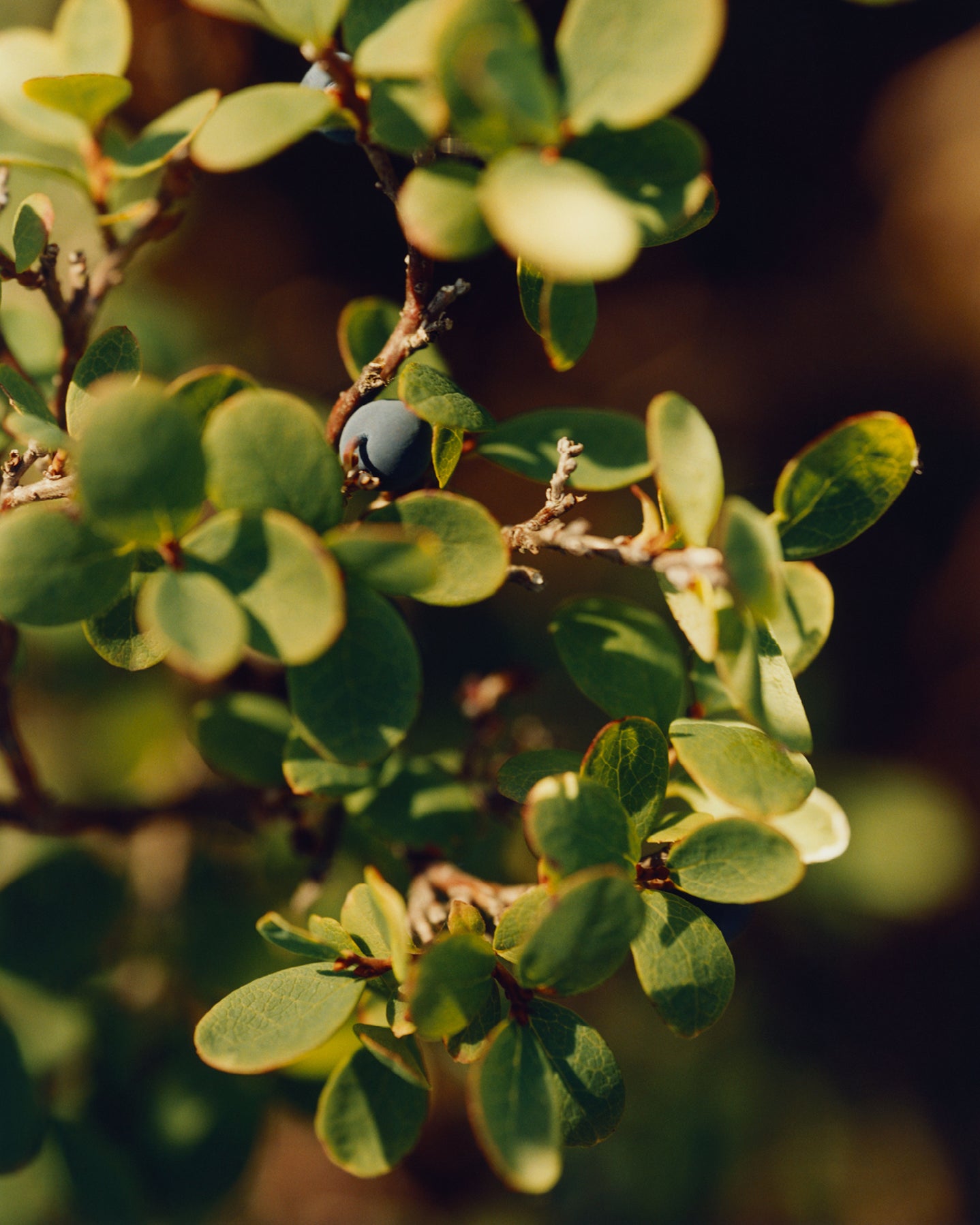 282 Regenerating Cream