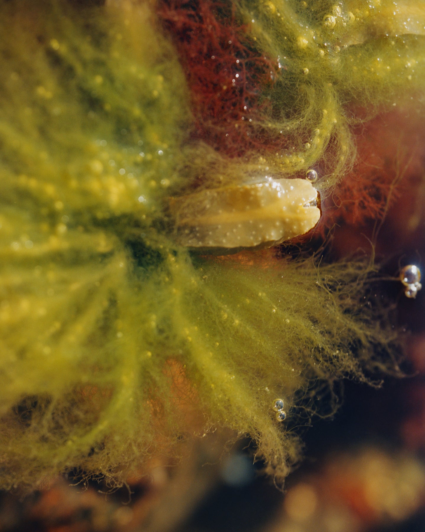 279 Replenishing Serum