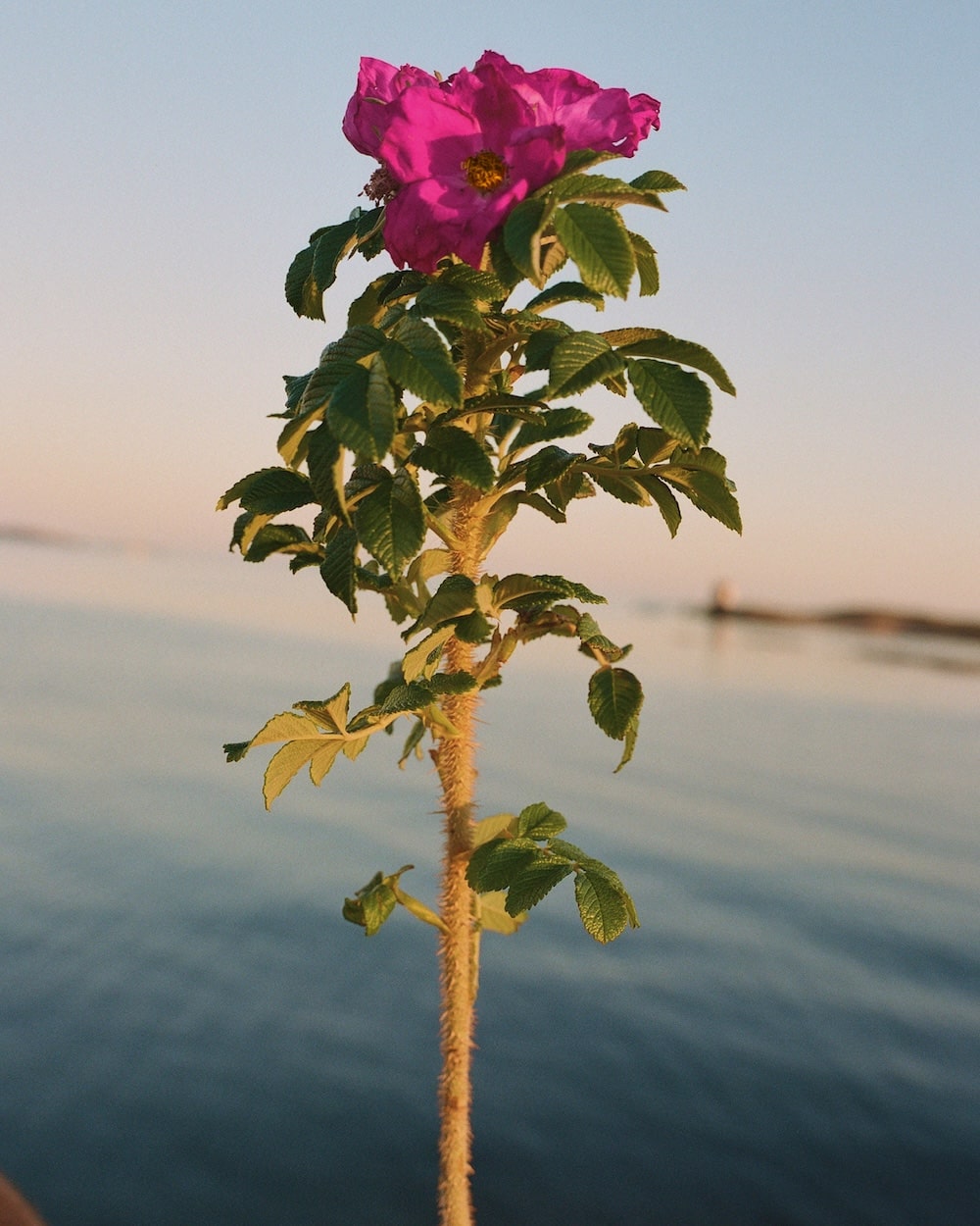 Beach Rose