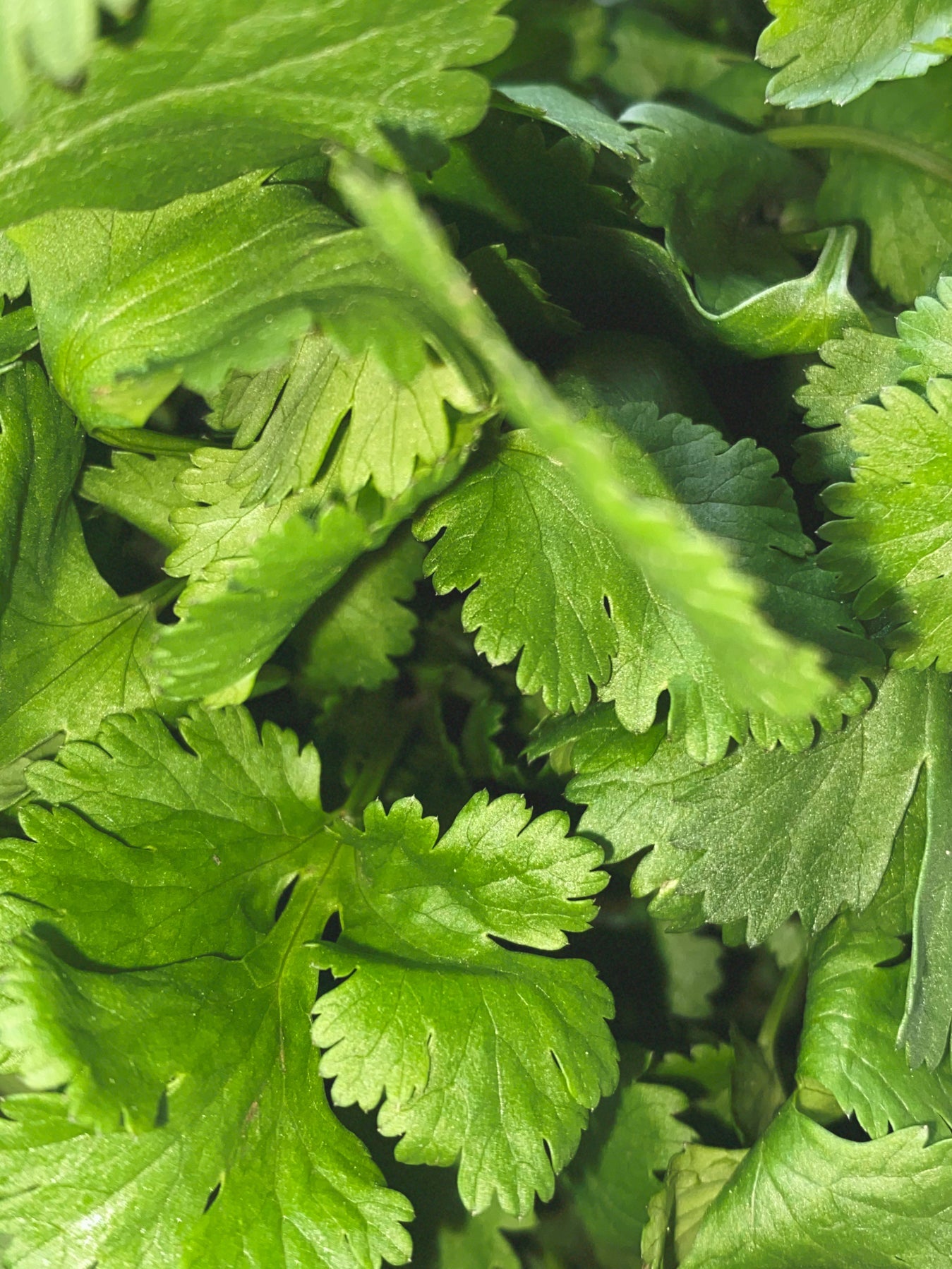 Coriander