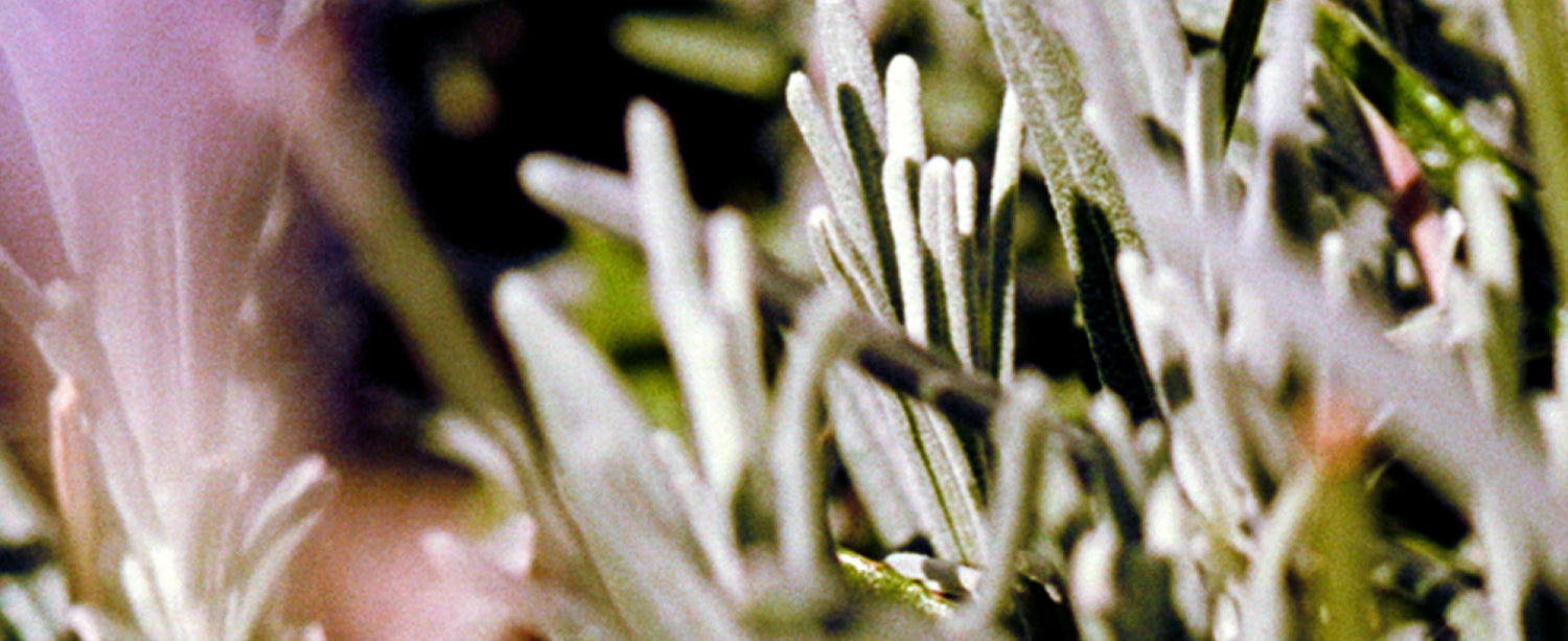 Sage / Rosemary / Lavender