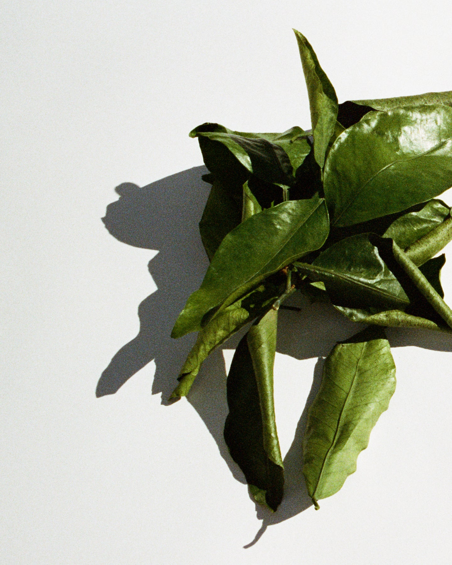 L:A Bruket Grapefruit Leaf hand & body wash