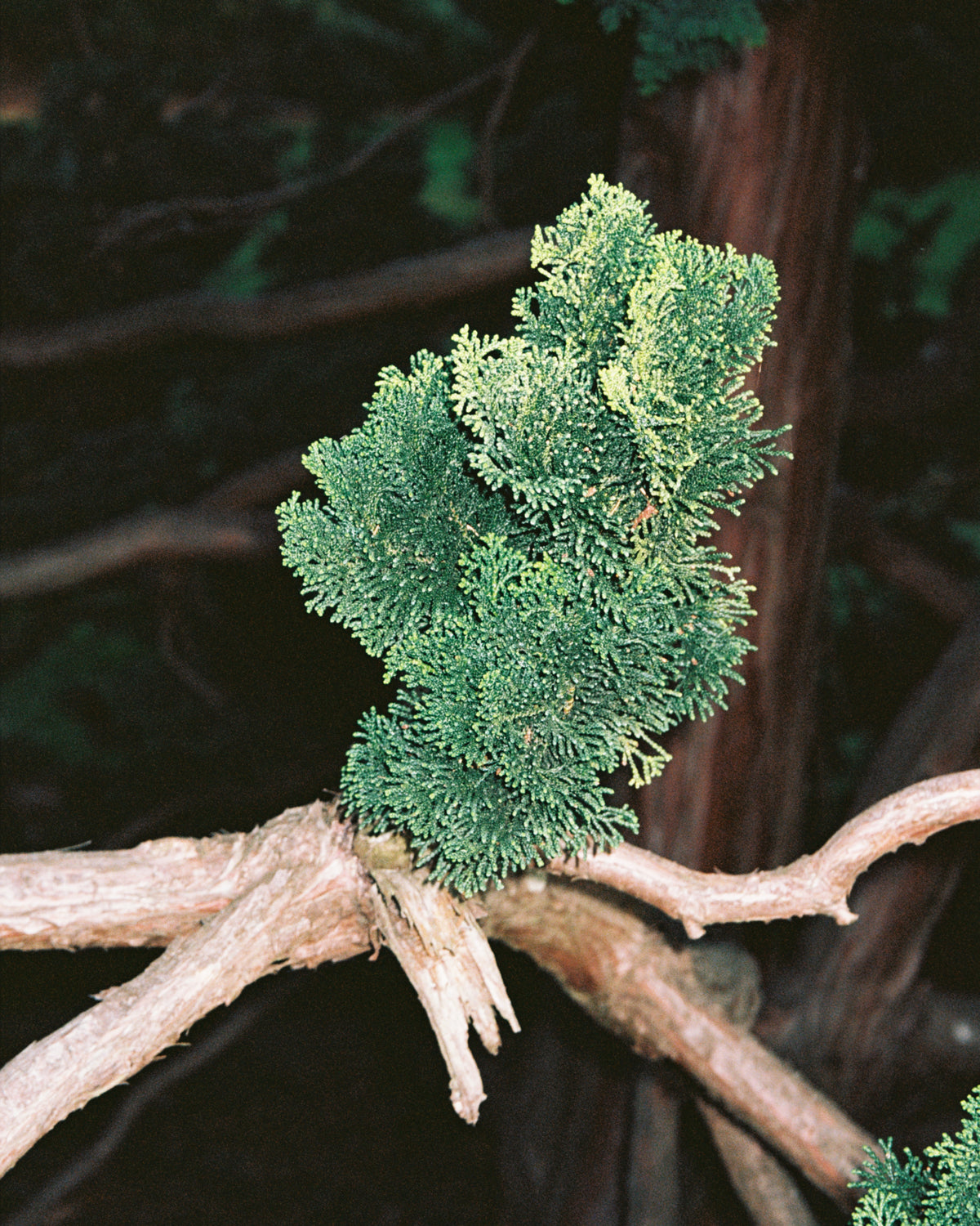 Hinoki