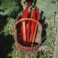 Rhubarb / Geranium  Minis Set