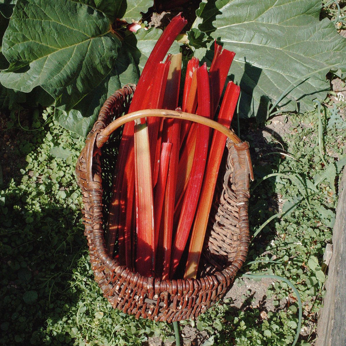 Rhubarb / Geranium  Minis Set
