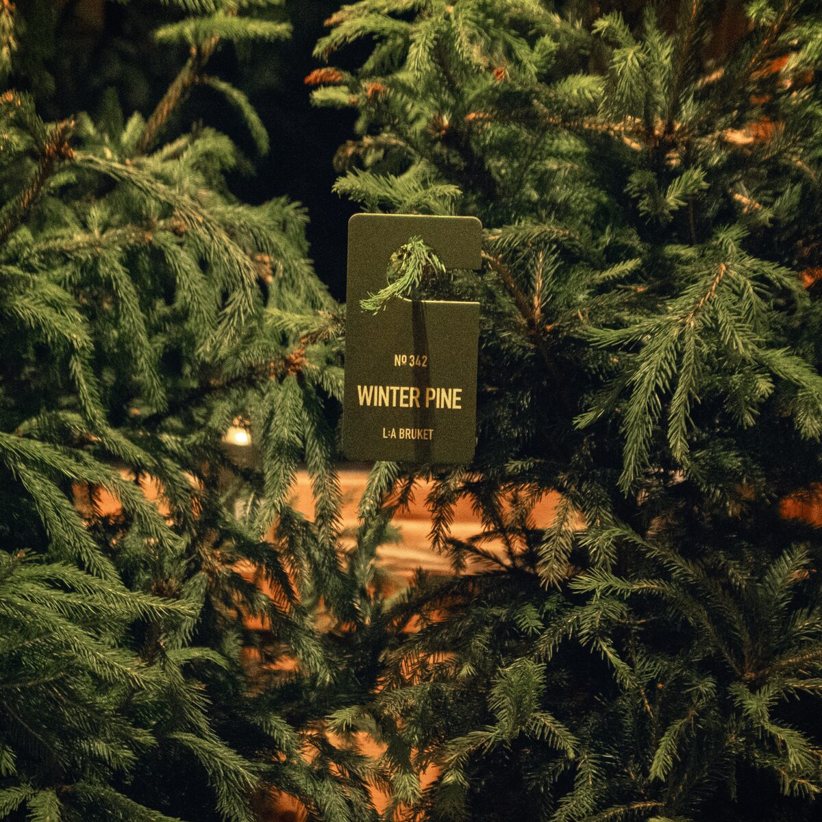 Winter Pine - Limited Edition