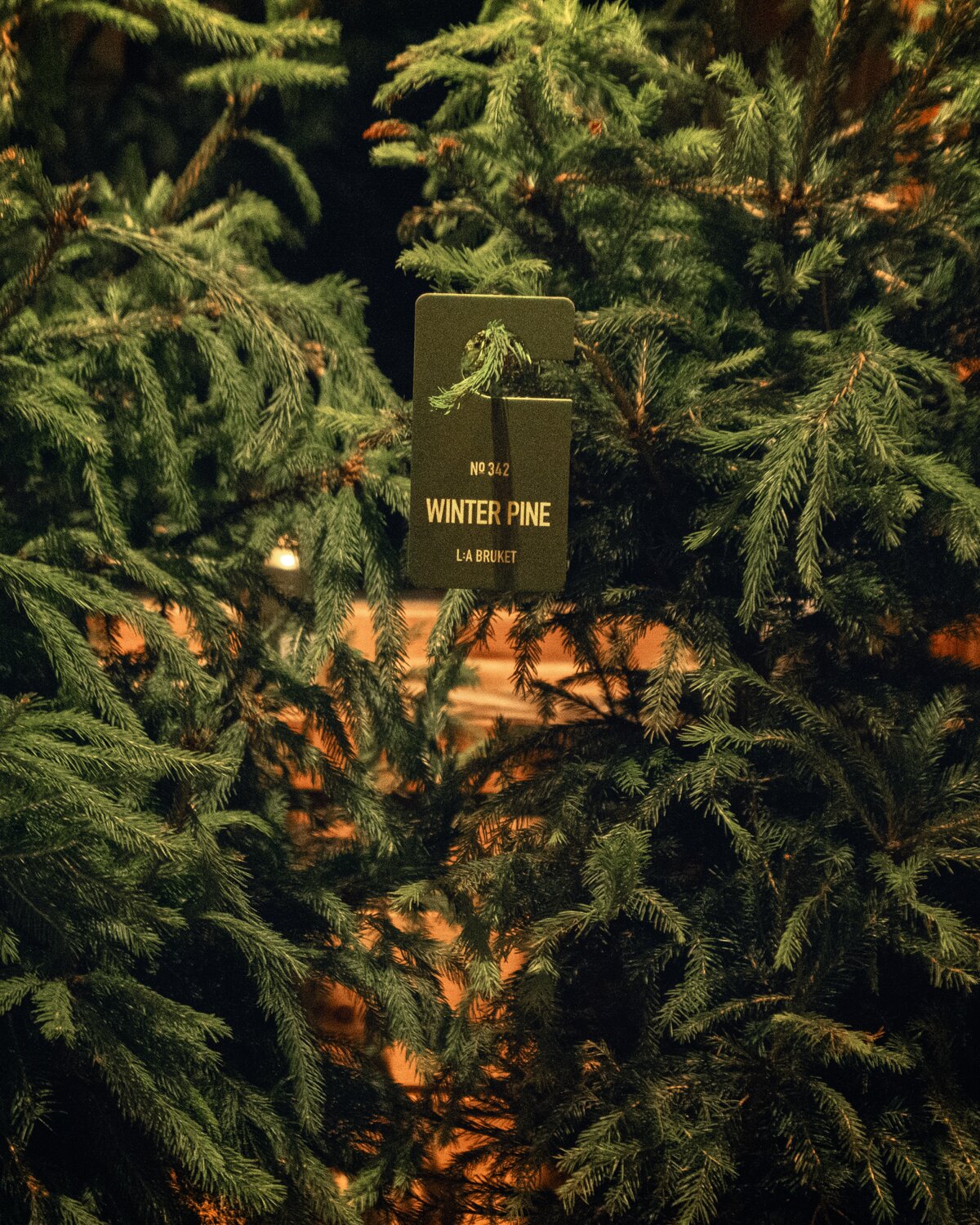 Winter Pine Duo Set