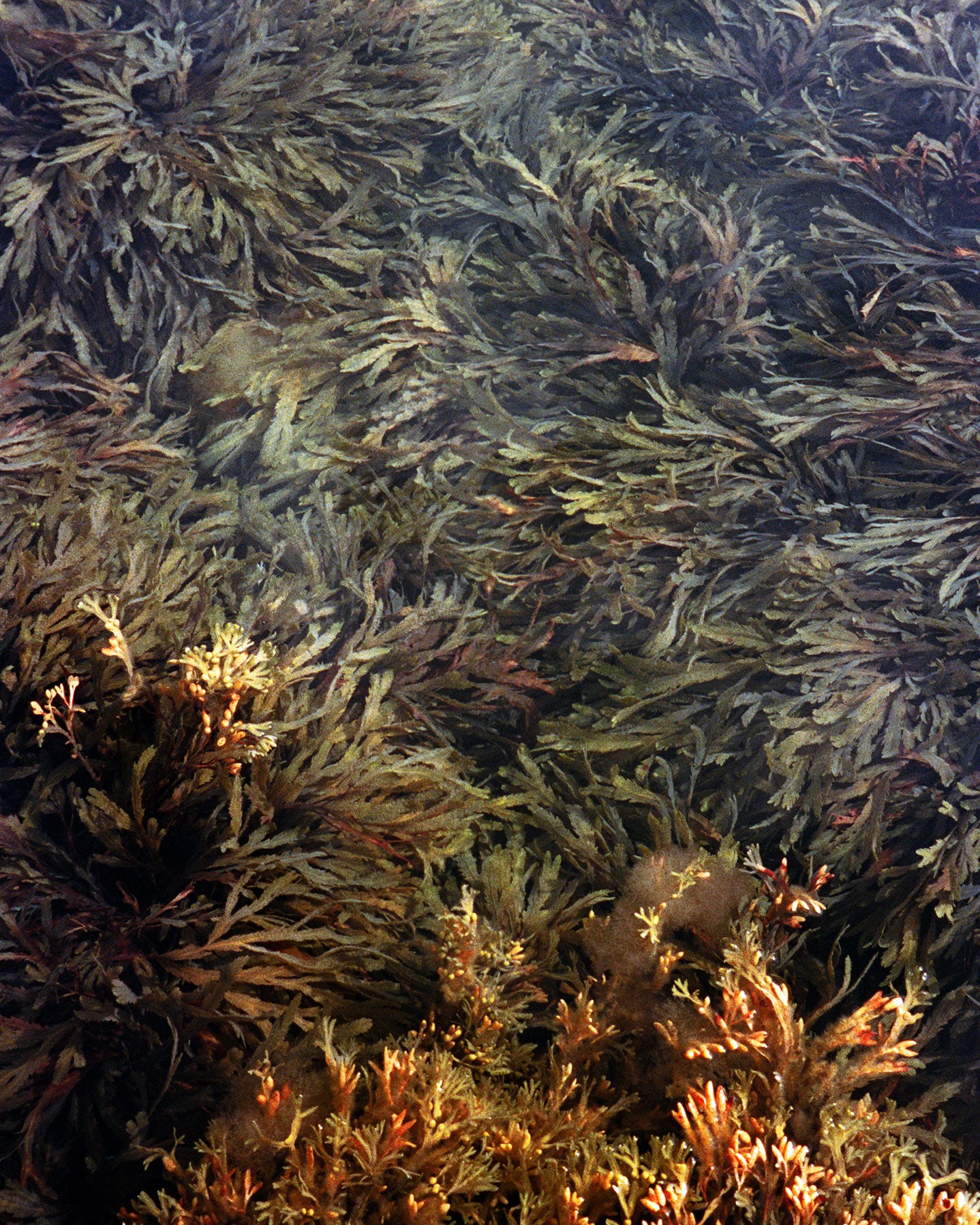 051 Algues pour le bain
